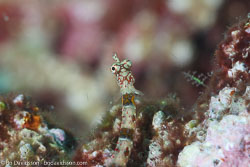 BD-111124-Raja-Ampat-5266-Corythoichthys-amplexus.-Dawson---Randall.-1975-[Brown-banded-pipefish].jpg